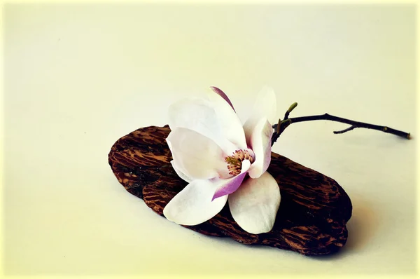 Background with magnolia flowers — Stock Photo, Image