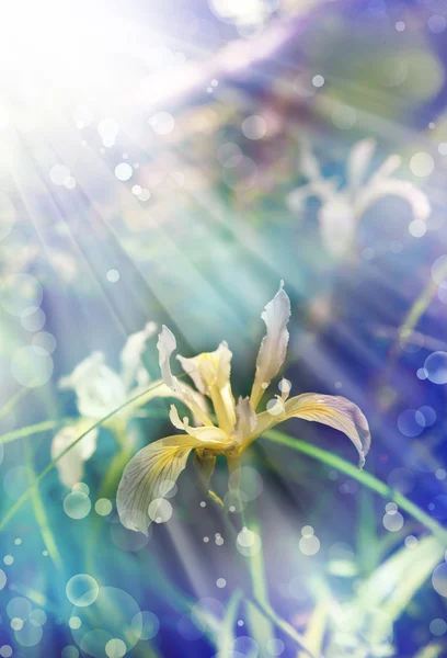 White lily flower — Stock Photo, Image
