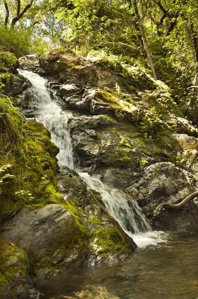 Mountain stream flows down from the mountains. — Stock Photo, Image