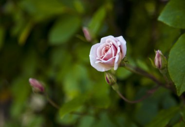 Pembe gül ve çiğ damlaları.