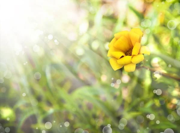 Pequeña flor amarilla — Foto de Stock