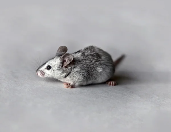 Sevimli fare gri ve beyaz — Stok fotoğraf