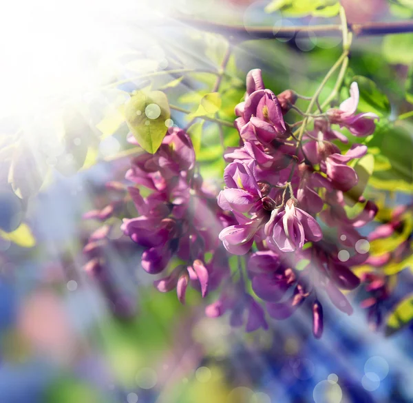 Krásné růžové kvítky — Stock fotografie