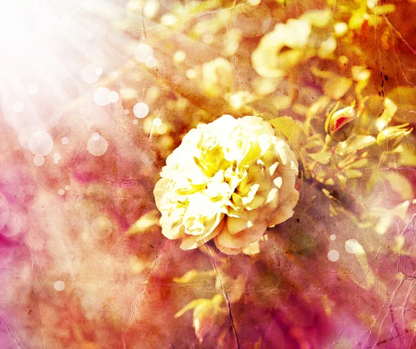 Rosa rosa con gotas de rocío. — Foto de Stock