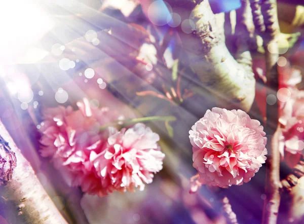 Rosa rosa con gotas de rocío. — Foto de Stock