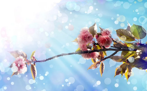 Beautiful cherry tree flowers — Stock Photo, Image