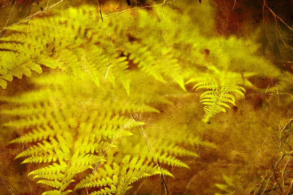 Groene varenbladeren. — Stockfoto