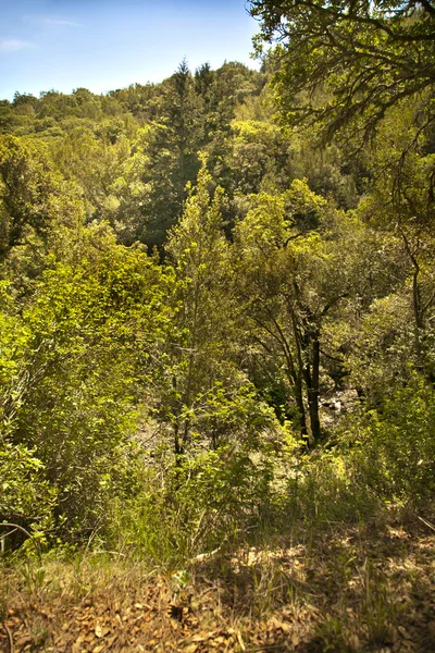 Våren natur bakgrund — Stockfoto