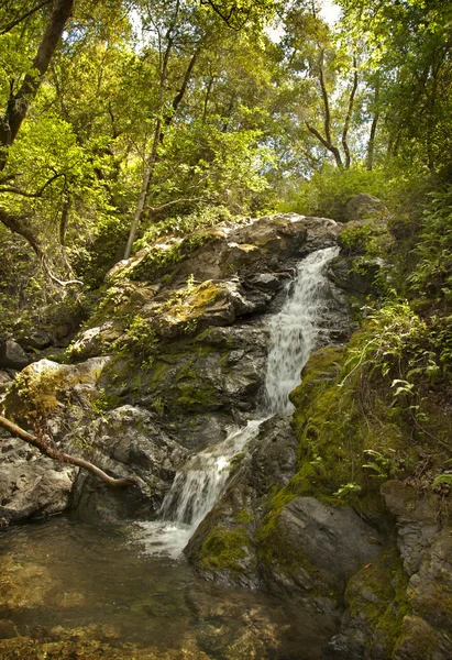 Mountain stream flows down from the mountains. — Stock Photo, Image