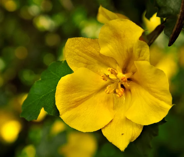 Yellow flower — Stock Photo, Image