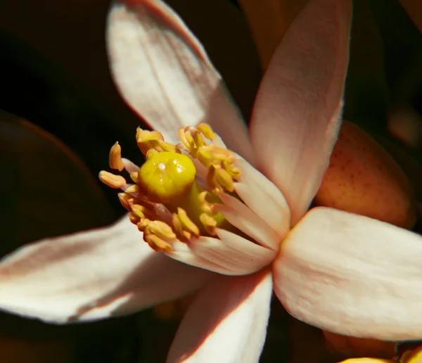 Orange flower — Stock Photo, Image