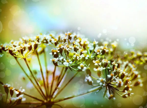 Frische Petersilienblüten — Stockfoto