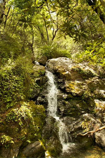 Corriente de montaña fluye desde las montañas . — Foto de Stock