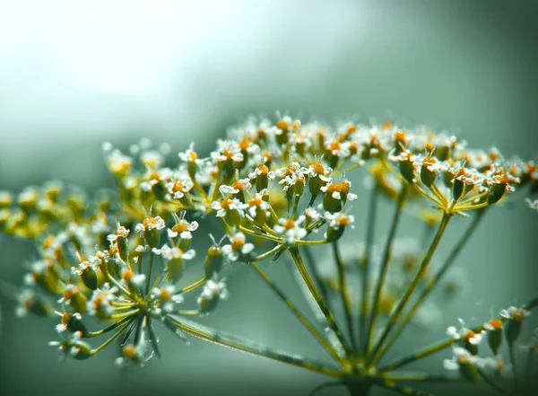 Свежий цветок петрушки — стоковое фото