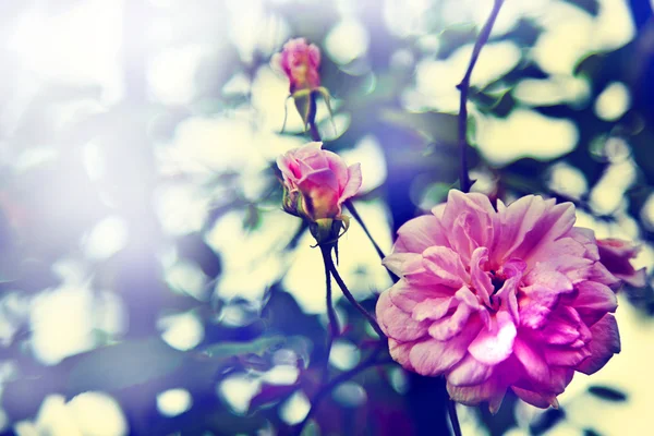 핑크 로즈 — 스톡 사진
