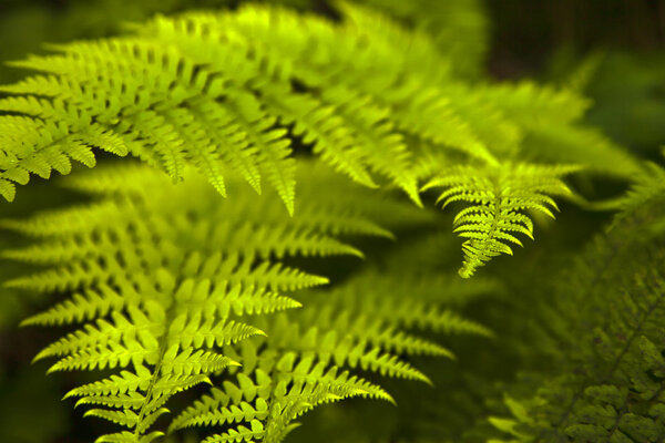 Green fern leaves.