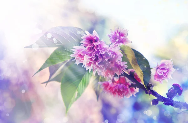 Vackra körsbärsträd blommor — Stockfoto