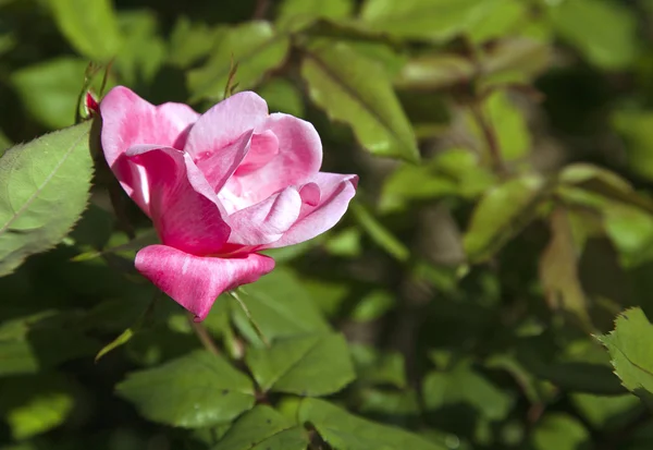 Roze roos — Stockfoto