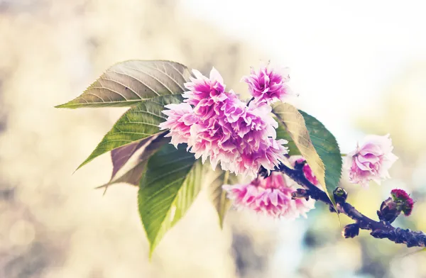 Beautiful cherry tree flowers — Stock Photo, Image