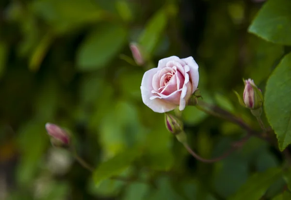 Ροζ τριαντάφυλλο με σταγόνες δροσιάς. — Φωτογραφία Αρχείου