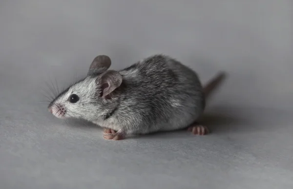 Schattig grijze en witte muis — Stockfoto