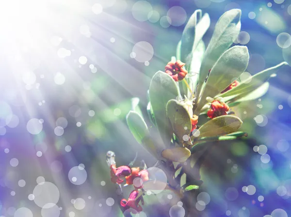 Little Red-flowered bush. — Stock Photo, Image