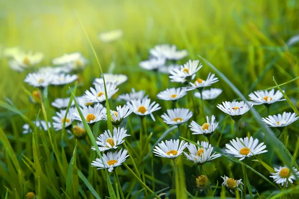 Field of chamomile flowers — Stock Photo, Image