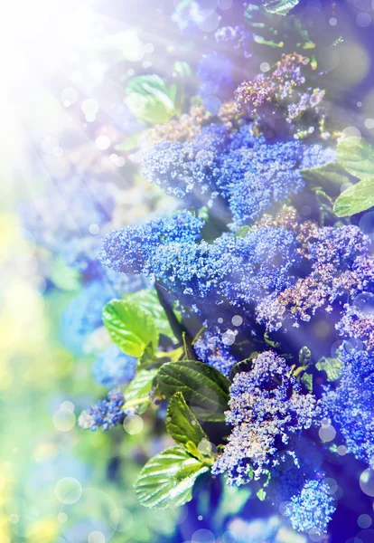 Pequeñas flores azules — Foto de Stock