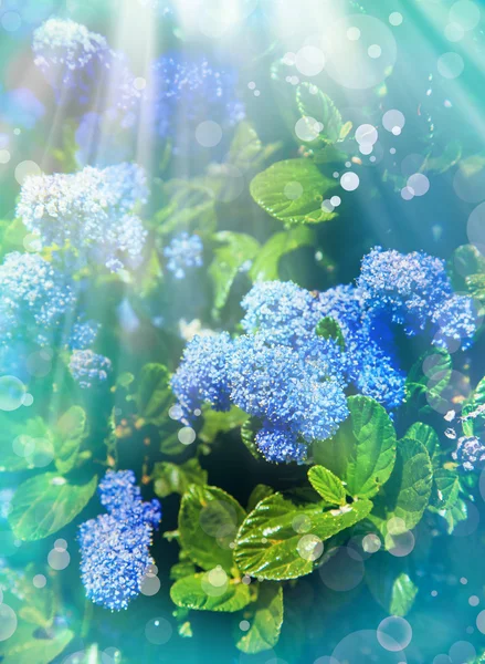 Kleine blaue Blumen — Stockfoto
