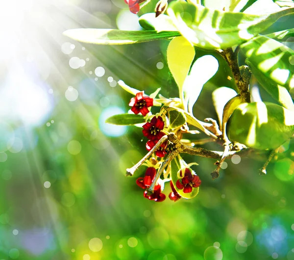 Liten röd-blommiga bush — Stockfoto