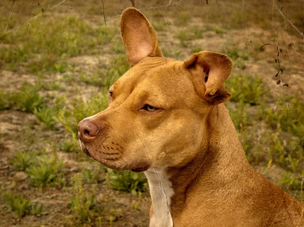 Gorgeous Red colored pit bull — Stock Photo, Image