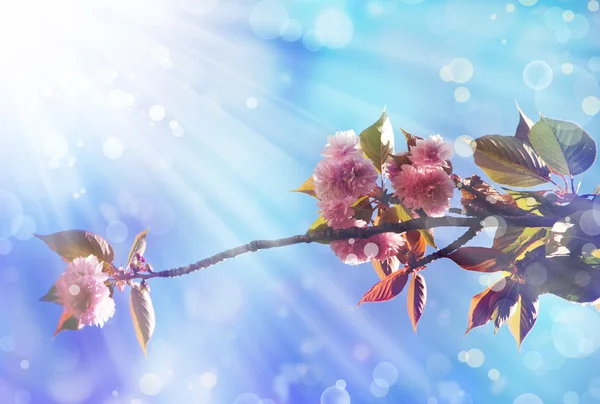 Beautiful cherry tree flowers — Stock Photo, Image