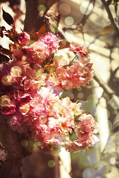 Beautiful cherry tree flowers — Stock Photo, Image