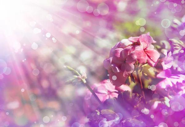 Geranium flowers — Stock Photo, Image