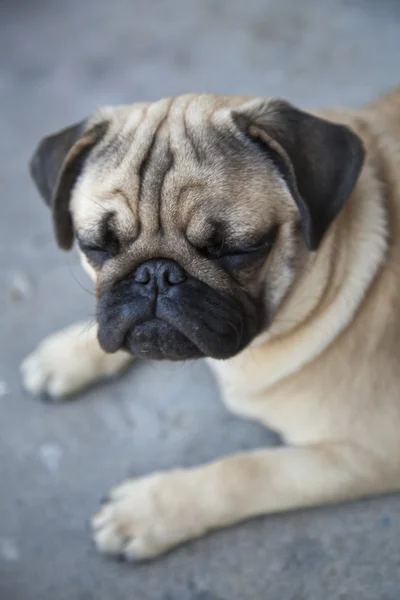 Lindo pug . — Fotografia de Stock