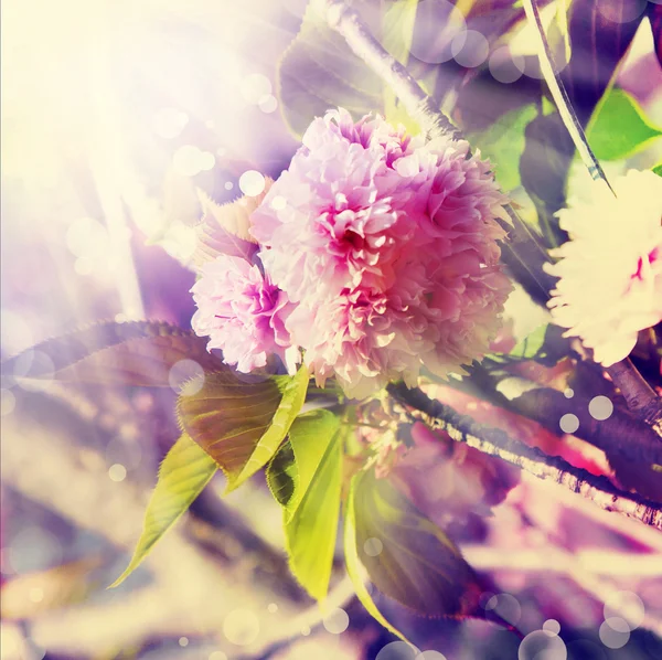 Güzel kiraz ağacı çiçek — Stok fotoğraf
