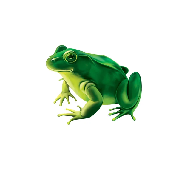 Зелёная лягушка — стоковое фото