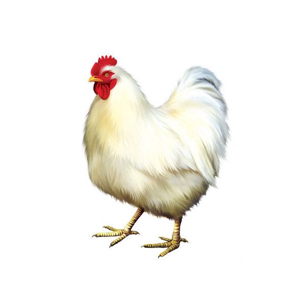 White chicken