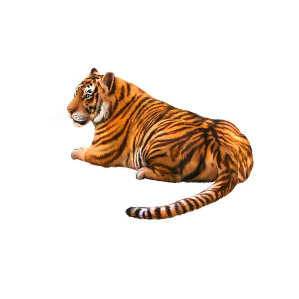 Tiger laying — Stock Photo, Image