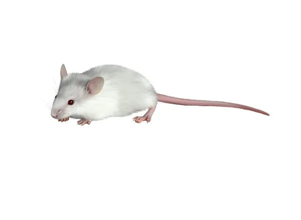 Ratón blanco — Foto de Stock