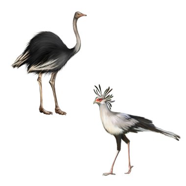 Devekuşu ve Secretarybird