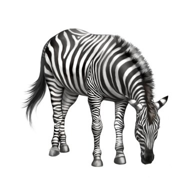 Çim yeme aşağı bükülmüş zebra