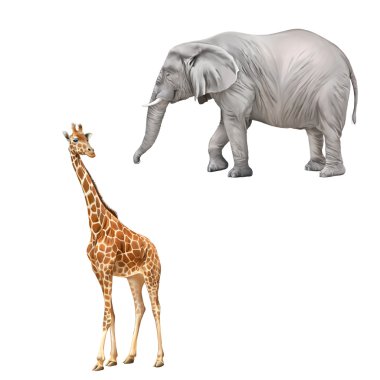 Zürafa ve Afrika fili