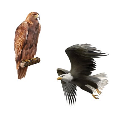Golden eagle and merican bald eagle clipart