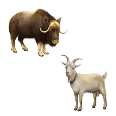 Musk-ox and goat clipart