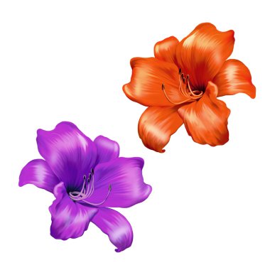 Parlak pembe ve kırmızı lily çiçek