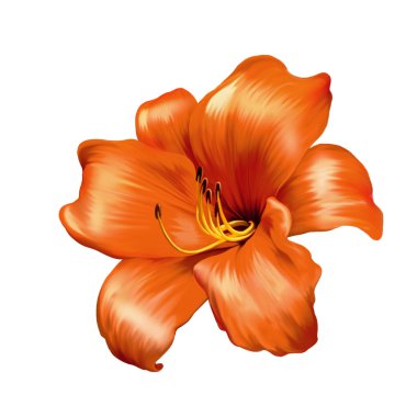 turuncu kırmızı lily