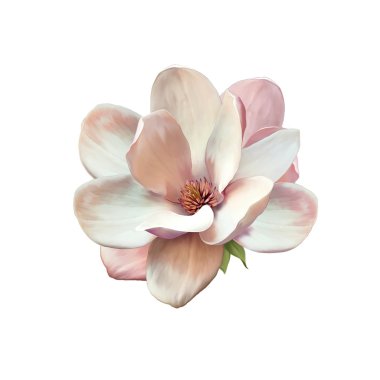 Magnolia flower clipart