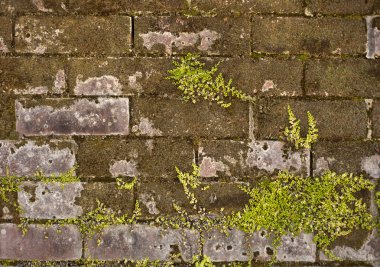 Tuğla duvar doku bitkiler ile