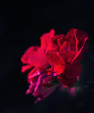 kırmızı pembe güller